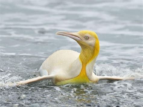 Yellow Penguin Spotted In Antarctica Why It's So Rare - JGuru