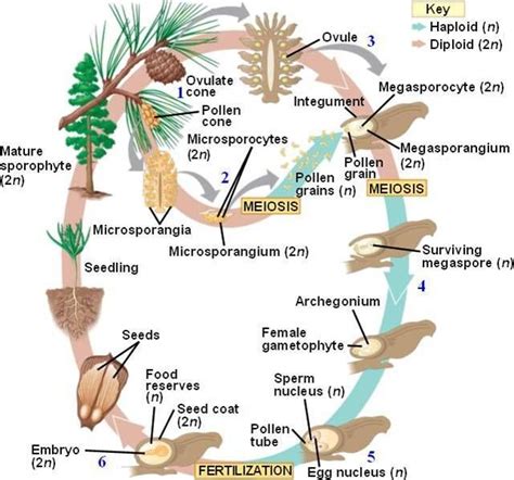 Related image Botany Lessons, Biology Lessons, Science Lessons, Life Science, Fern Life Cycle ...