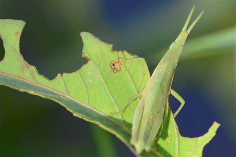 Atractomorpha crenulata