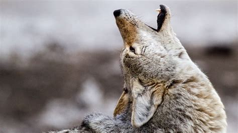 Coyotes: Facts about the wily members of the Canidae family | Live Science