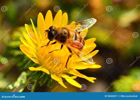 Drone fly stock image. Image of european, orange, insect - 58402871