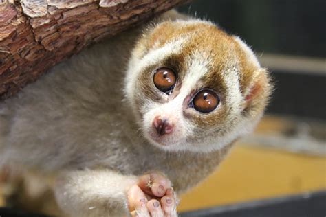 Slow Lorises at Perth Zoo | Perth Zoo