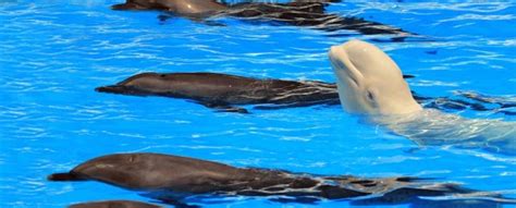 A Beluga Whale Living With Dolphins Swapped Her Language For Theirs : ScienceAlert