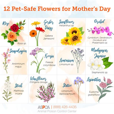 Cat Safe Flowers: Flowers Which Are Non-Toxic to Cats – KeepingDog