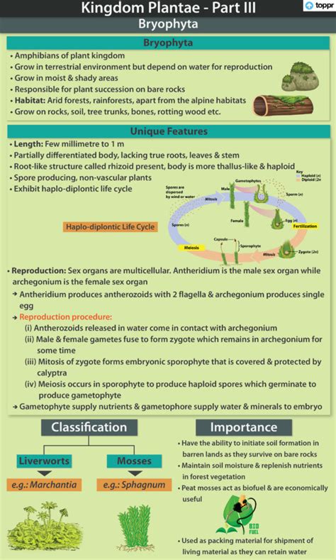 Bryophyta Classification Of Organisms Wiki Fandom Powered By Wikia - Riset