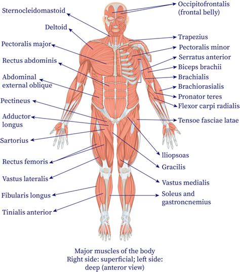 Skeletal System Structure And Function Of The Musculoskeletal System | sexiezpix Web Porn