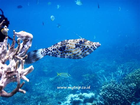 SUKA SNORKELING? JANGAN LEWATKAN PULAU KANAWA!