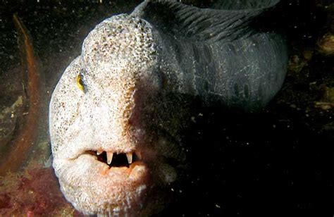 Terrifying Fish