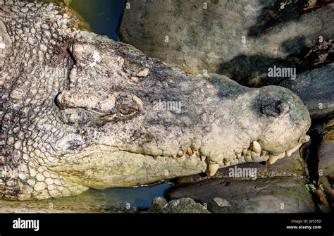 head of a big green crocodile with a closed mouth and large teeth lying in the shadows on the ...