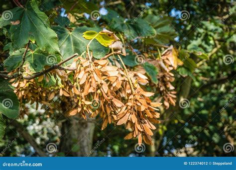 Bunches of Winged Seeds of the Sycamore Maple Stock Photo - Image of europe, esdoorn: 122374012