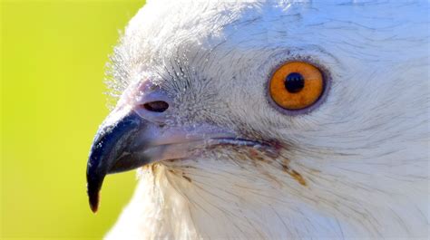 Swallow-tailed Kite (Elanoides forficatus) in Explore Raptors: Facts, habitat, diet | The ...