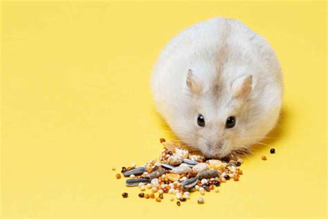 SAFE and UNSAFE foods for hamsters! – Urbaki Pets