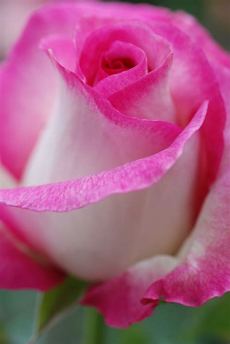 Nifty Pics - Timeline Photos | Pink flowers, Beautiful rose flowers ...