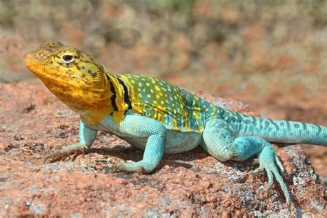 Discover 10 Amazing Lizards in Arizona - A-Z Animals