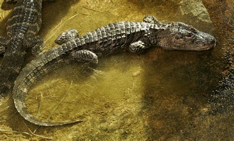 Chinese alligator | Smithsonian's National Zoo and Conservation Biology ...