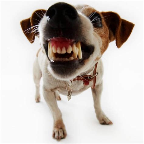 Can Your Dog Be Mad at You? - DogVills