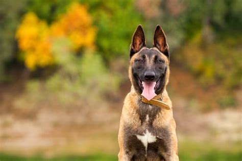 How Much Does A Belgian Malinois Cost? The Ultimate Price Guide | Perfect Dog Breeds