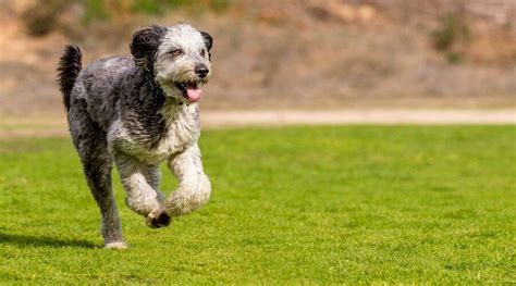 Learn All About The Poodle Husky Mix - Meet The Breed