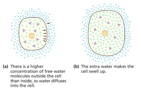 Osmosis — Biology Notes