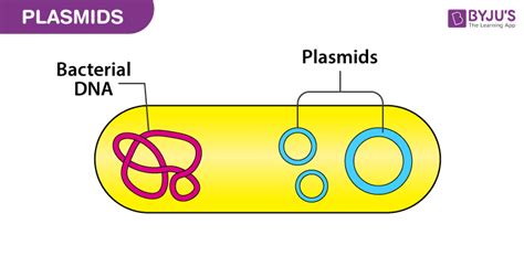 RBSE Solutions For Class 12 Biology Chapter 15: Genetic Engineering