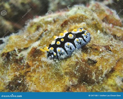 Tropical Sea Slug Stock Photo - Image: 247180