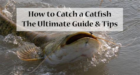 How to Catch a Catfish: The Ultimate Guide & Tips