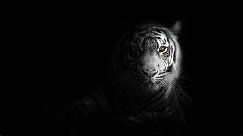 1920x1080 Big Cat Tiger 4k Laptop Full HD 1080P ,HD 4k Wallpapers,Images,Backgrounds,Photos and ...