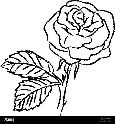 Rose black and white drawing Stock Vector Images - Alamy