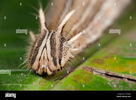 Caterpillar owl butterfly hi-res stock photography and images - Alamy