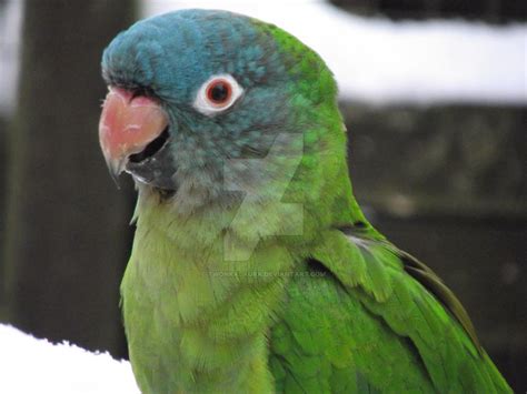 Blue Crown Conure Wallpapers HD Download