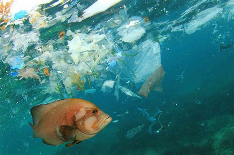 Ocean Plastic Awareness Bulletin – Cousteau