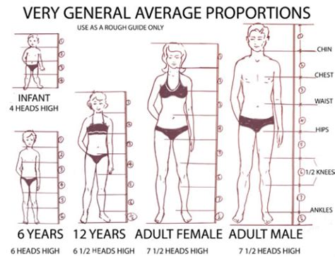 Muscular preot Zel normal body proportions Se Mănăstire Depune mărturie