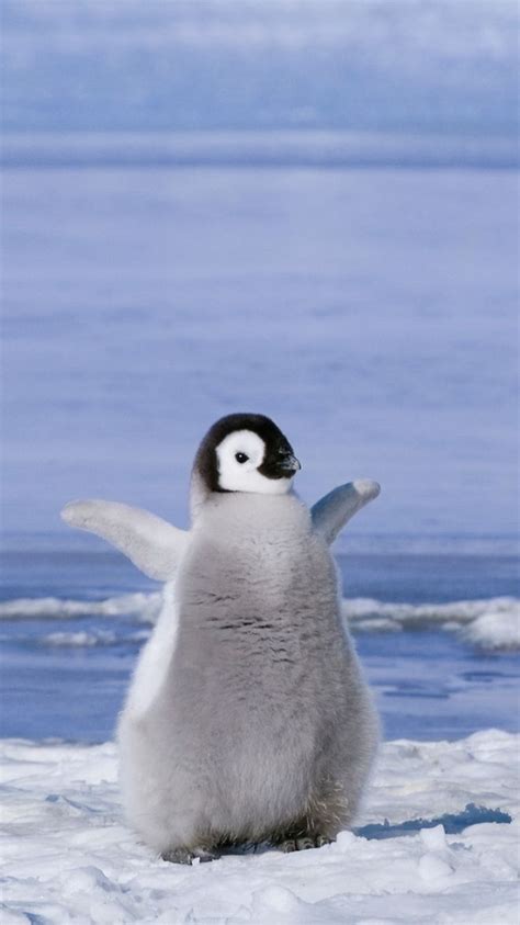 Animals Wallpaper Cute Penguin Wallpapers Desktop Background for | Cute animals, Cute baby ...