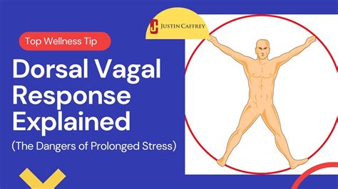 Dorsal Vagal Response Explained - YouTube