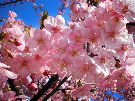 The Significance Of The Cherry Blossoms In Japan