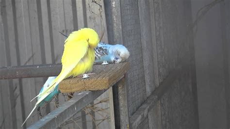 budgie sleeping on his bed - YouTube