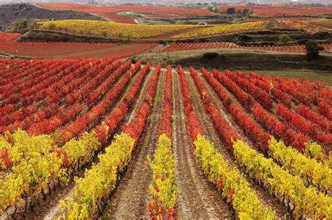 Paisajes de viñedos en la DOC Rioja: carreteras entre viñedos - Vinoscopia