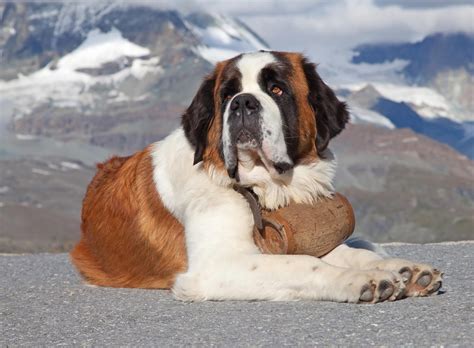 Free photo: Saint bernard dog - Animal, Big, Dog - Free Download - Jooinn