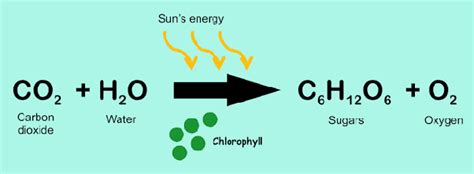 What is the skeletal equation of photosynthesis? - Quora