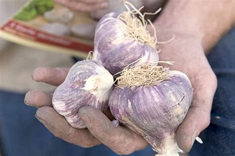 The Best Garlic Varieties to Grow - BBC Gardeners' World Magazine