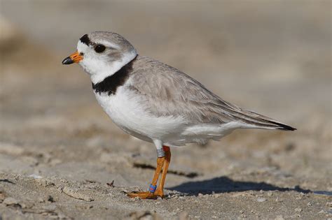 Piping Plovers Disturbed by People - Conservation Articles & Blogs - CJ