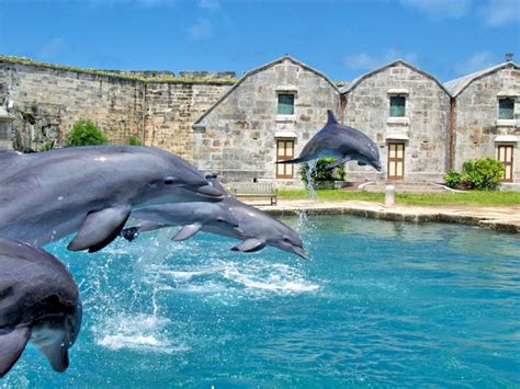 About Dolphin Quest Bermuda | Dolphin Quest