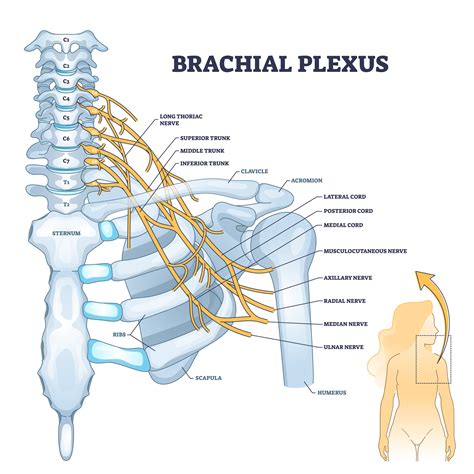 Pin By How To Relief On Anatomy Brachial Plexus Brachial Brachial | Porn Sex Picture