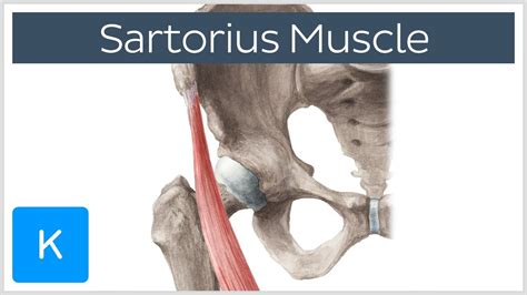 Sartorius muscle | Sartorius muscle, Anatomy, Muscle