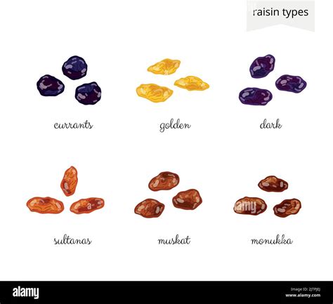 Collection of different cartoon raisin varieties isolated on white background with names Stock ...