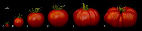 Image of the Day: Tomato Domestication | The Scientist Magazine®