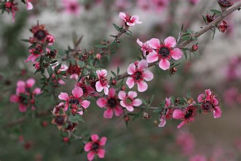 Leptospermum scoparium – New Zealand Tea Tree | Trees to plant, Plants ...