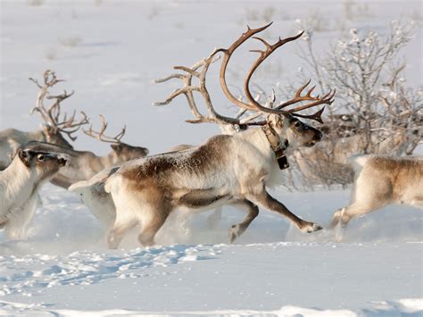 What the North Pole Actually Looks Like at Christmas - Photos - Condé Nast Traveler