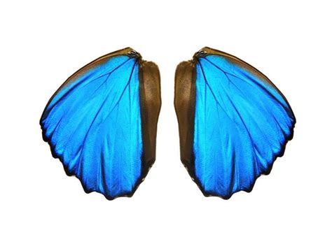 Blue morpho butterfly wing pairs – Resin Obsession