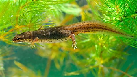 British Newts: An Identification Guide - Woodland Trust